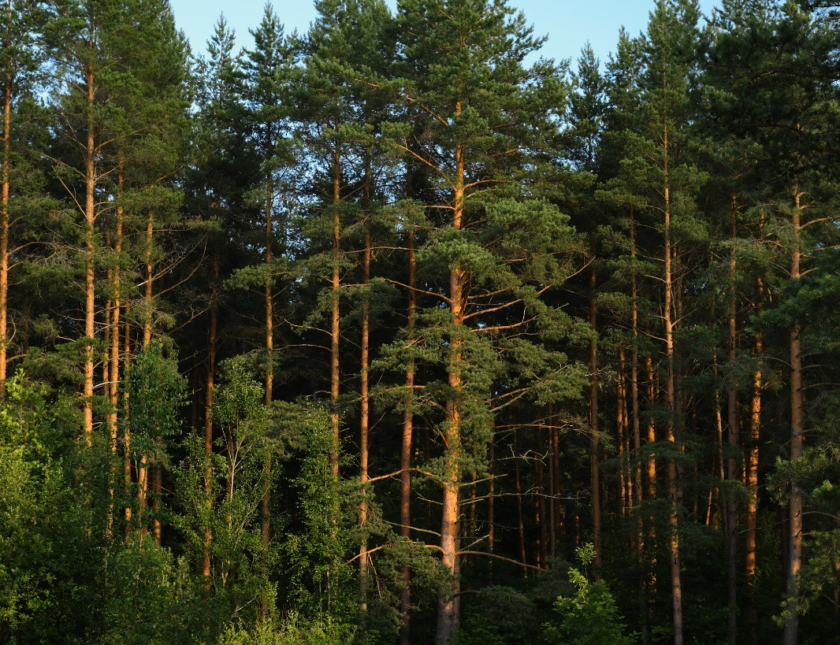 Las na sprzedaż 3,5 ha – gmina Linia